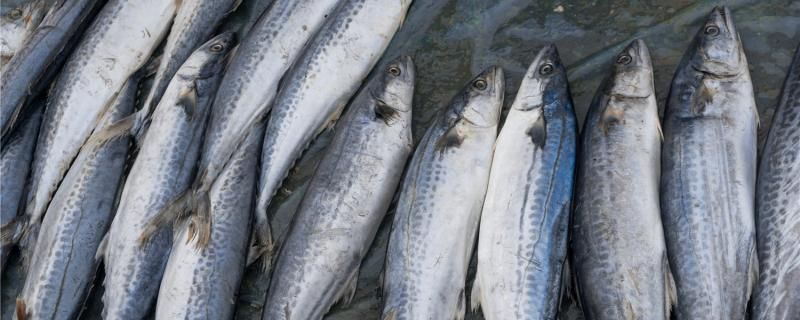 鲅魚(yú)能釣嗎怎么釣