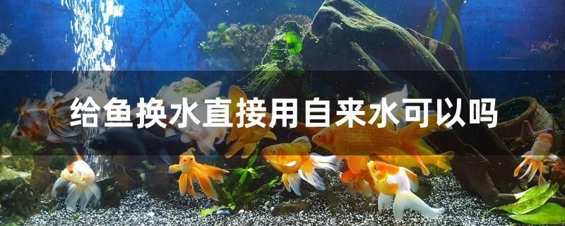 給魚換水直接用自來水可以嗎 龍鳳鯉魚