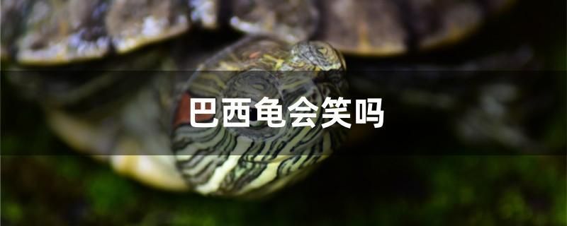 巴西龜會(huì)笑嗎