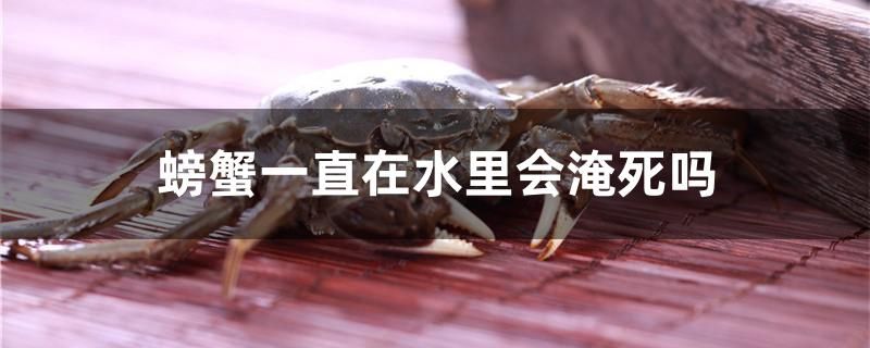 螃蟹一直在水里會(huì)淹死嗎 野彩魚