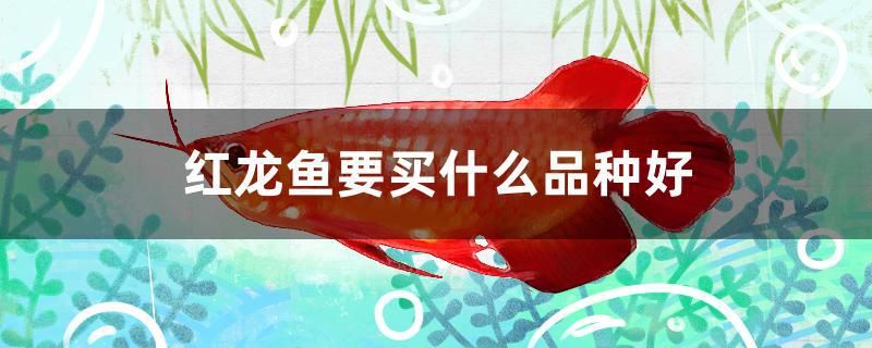 黑色的魚缸會(huì)影響風(fēng)水嗎視頻教程講解（魚缸出現(xiàn)黑斑怎么辦）