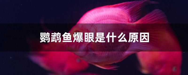 鸚鵡魚爆眼是什么原因