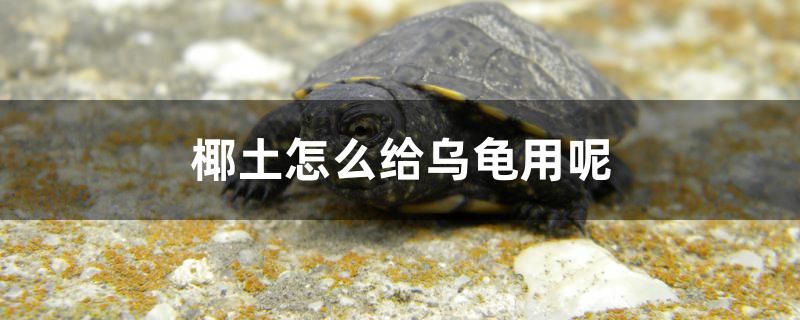 椰土怎么給烏龜用呢 2025第29屆中國國際寵物水族展覽會CIPS（長城寵物展2025 CIPS）