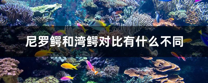 尼羅鱷和灣鱷對比有什么不同 紅龍魚魚糧飼料