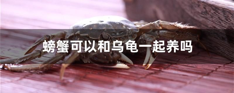 螃蟹可以和烏龜一起養(yǎng)嗎 黃金鴨嘴魚