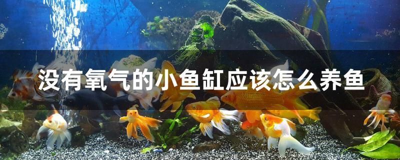 沒有氧氣的小魚缸應(yīng)該怎么養(yǎng)魚 水族品牌