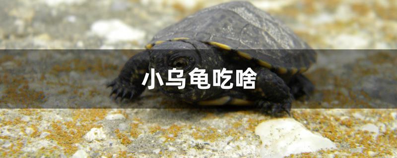 小烏龜吃啥 斑馬鴨嘴魚