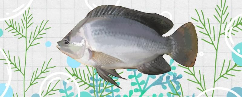 釣羅非魚用什么窩料比較好提前多久打窩好 水族周邊