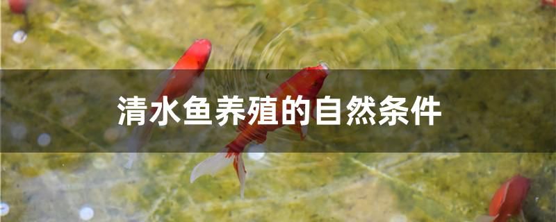 魚缸的魚身上長白點怎么辦(魚缸里的魚全身有白點怎么辦) 紅龍專用魚糧飼料 第2張