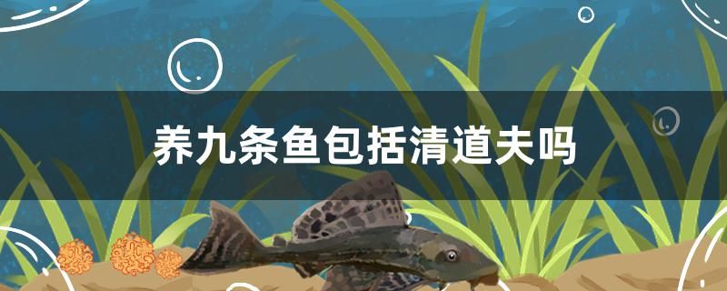 養(yǎng)九條魚包括清道夫嗎