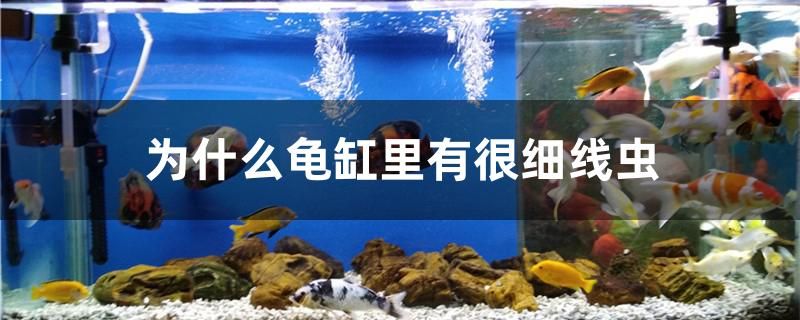 為什么龜缸里有很細(xì)線蟲 紅龍專用魚糧飼料