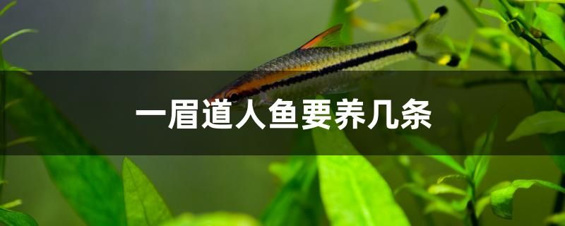 一眉道人魚要養(yǎng)幾條 帝王血鉆魚