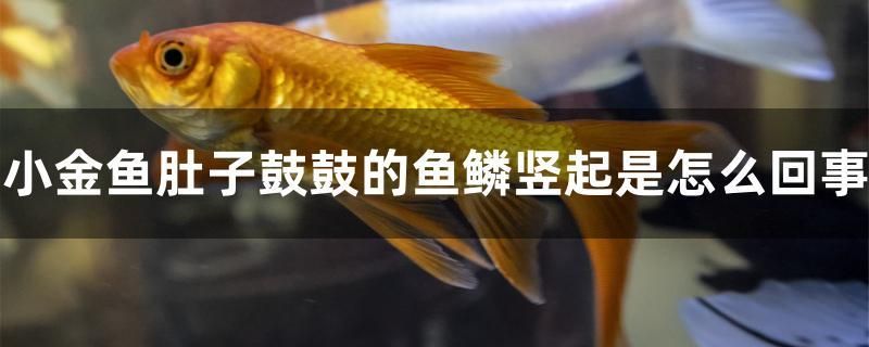 小金魚肚子鼓鼓的魚鱗豎起是怎么回事