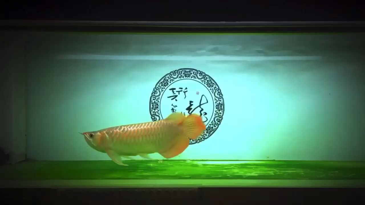 魚缸加熱棒故障代碼EH(魚缸加熱棒故障代碼EH) 綠皮皇冠豹魚 第1張