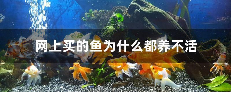 網(wǎng)上買(mǎi)的魚(yú)為什么都養(yǎng)不活