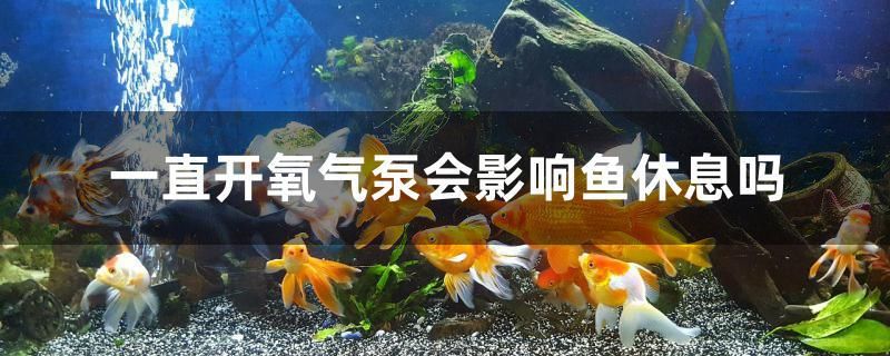 一直開氧氣泵會(huì)影響魚休息嗎