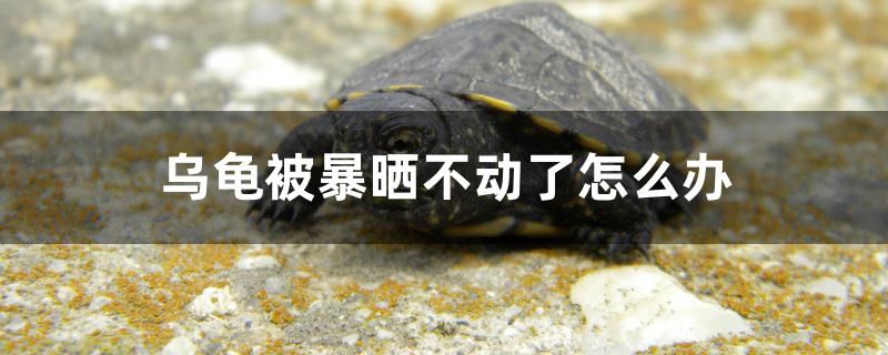 烏龜被暴曬不動了怎么辦