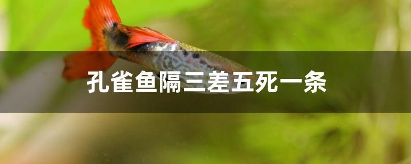 孔雀魚隔三差五死一條