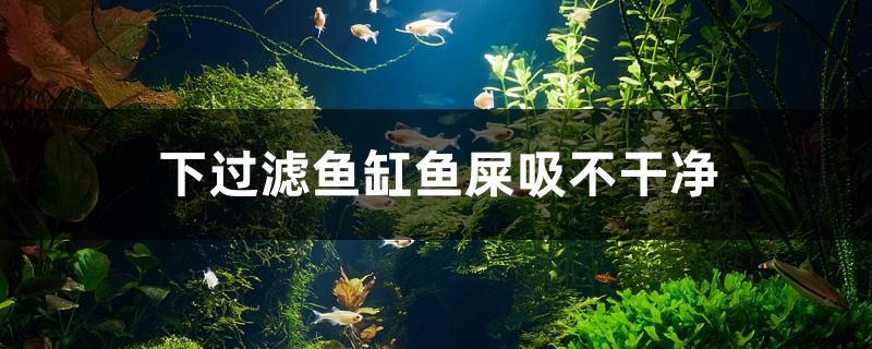 怎么把銀龍魚(yú)養(yǎng)成金色的魚(yú) 銀龍魚(yú)能養(yǎng)成金龍嗎 新加坡三巴旺