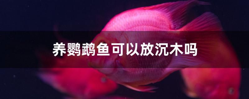 養(yǎng)鸚鵡魚可以放沉木嗎