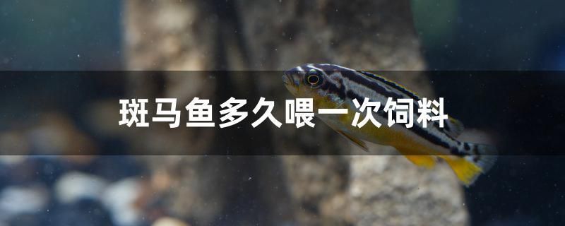 斑馬魚多久喂一次飼料 蘇虎苗（蘇門答臘虎魚苗）