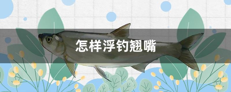 怎樣浮釣翹嘴 硝化細(xì)菌