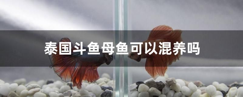 泰國斗魚母魚可以混養(yǎng)嗎 薩伊藍魚