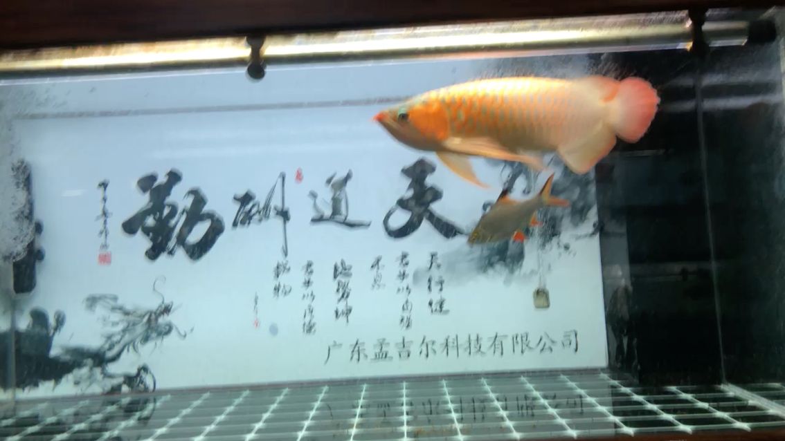 今年在廣州展會(huì)與您見面的萬(wàn)吉 觀賞魚論壇