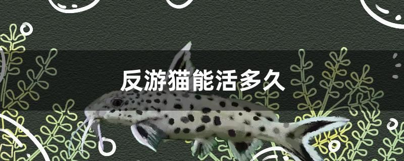 銀龍魚可以隨便養(yǎng)嗎（ 銀龍魚家養(yǎng)能繁殖嗎?） 野彩魚