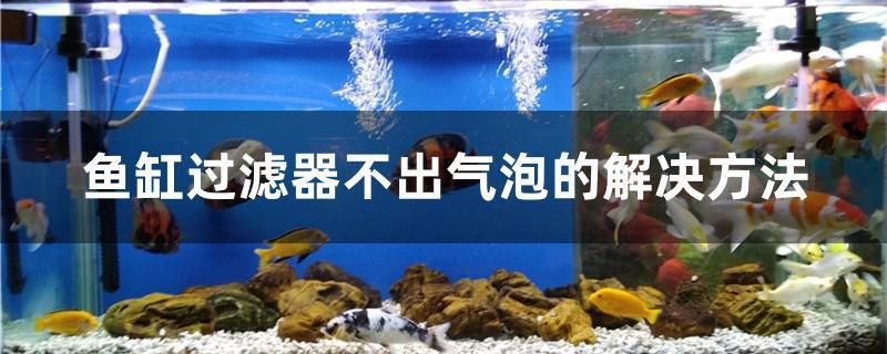 魚(yú)缸過(guò)濾器不出氣泡的解決方法 虎魚(yú)魚(yú)苗