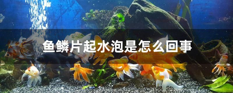 魚鱗片起水泡是怎么回事 速倍妥魚糧魚藥