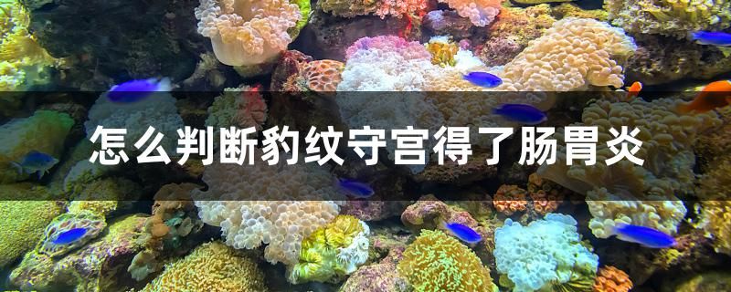 怎么判斷豹紋守宮得了腸胃炎 黃鰭鯧魚