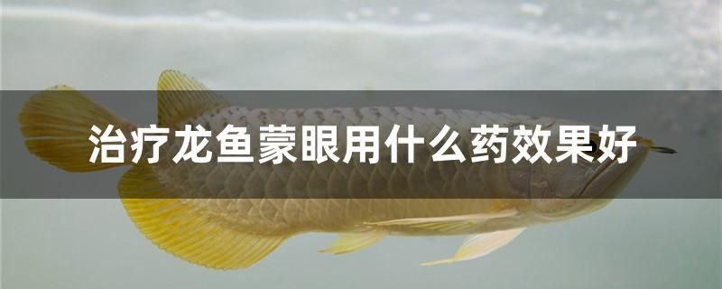 治療龍魚蒙眼用什么藥效果好 白子銀版魚苗