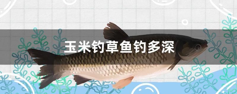 玉米釣草魚釣多深 廣州觀賞魚批發(fā)市場