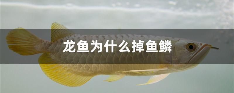 龍魚為什么掉魚鱗