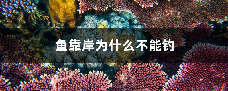 魚靠岸為什么不能釣