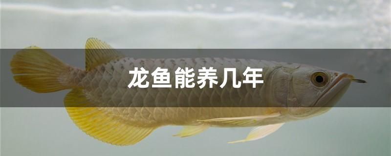 龍魚能養(yǎng)幾年