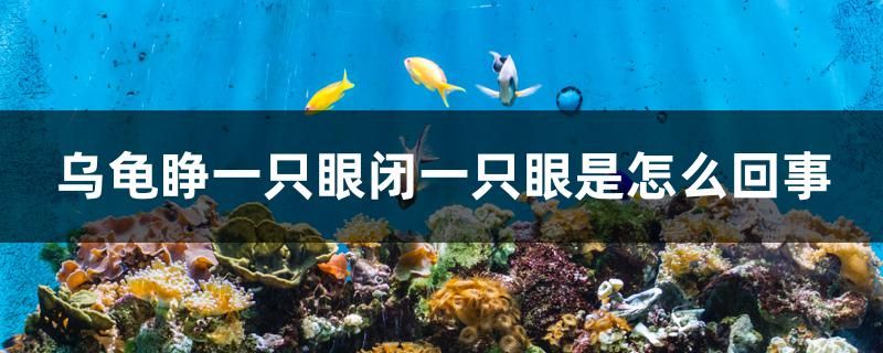 烏龜睜一只眼閉一只眼是怎么回事 非洲象鼻魚