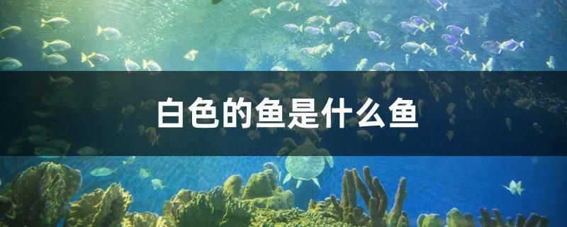 白色的魚是什么魚