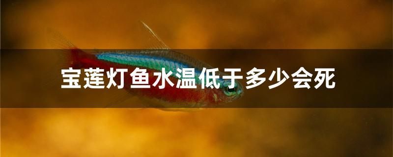 寶蓮燈魚水溫低于多少會死 照明器材