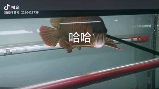 逗魚 觀賞魚論壇