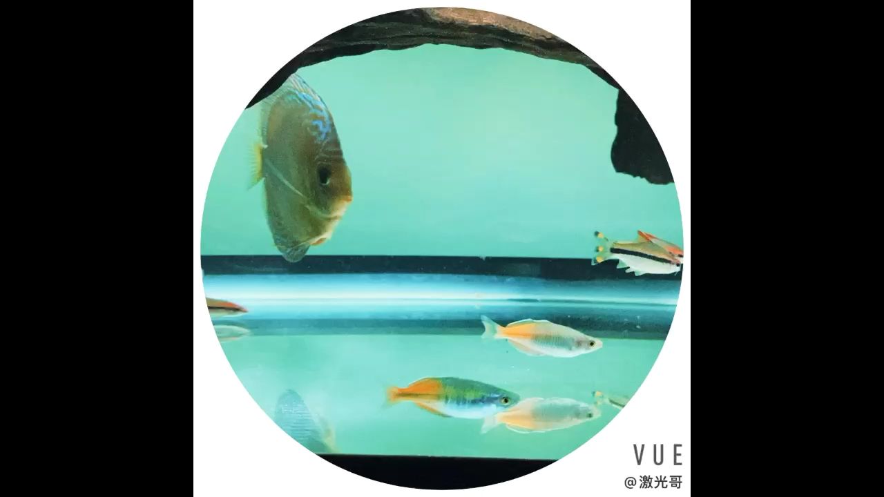 靜靜看會(huì)魚(yú) 觀賞魚(yú)論壇