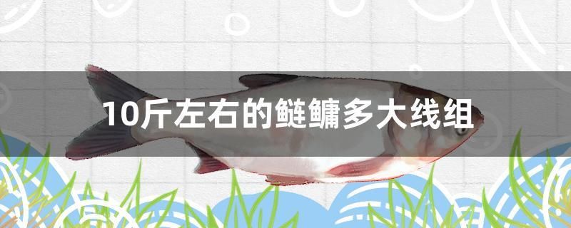 10斤左右的鰱鳙多大線組 錦鯉魚百科