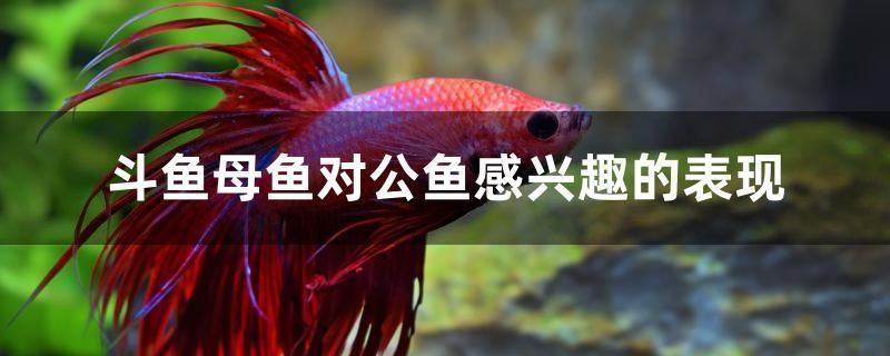 斗魚(yú)母魚(yú)對(duì)公魚(yú)感興趣的表現(xiàn)