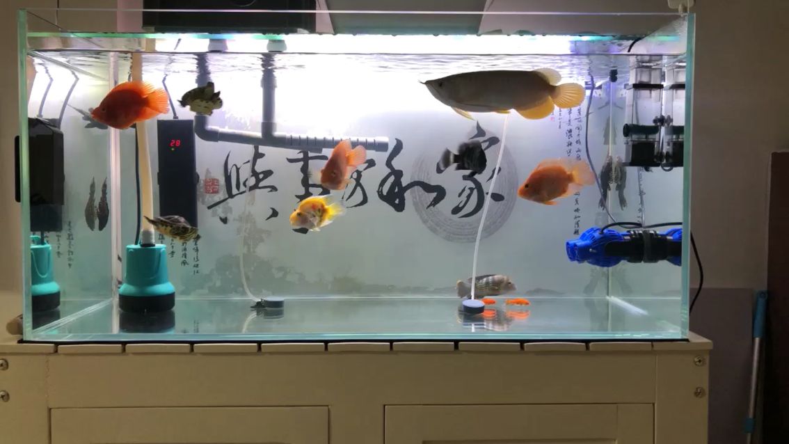 小魚(yú)苗吃什么長(zhǎng)得快怎么養(yǎng)小魚(yú)苗 觀賞魚(yú)論壇