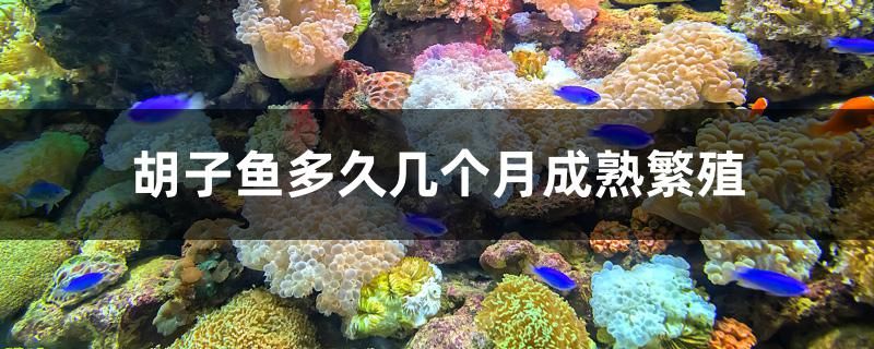 胡子魚多久幾個(gè)月成熟繁殖 非洲象鼻魚