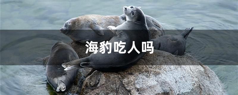 海豹吃人嗎 眼斑魚(yú)