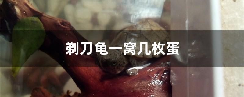 剃刀龜一窩幾枚蛋 水族展會