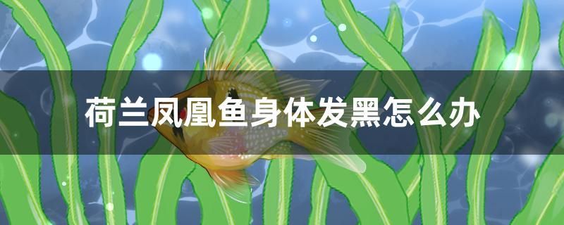 荷蘭鳳凰魚身體發(fā)黑怎么辦 魟魚百科