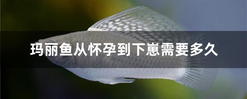 瑪麗魚從懷孕到下崽需要多久 巨骨舌魚